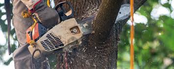 Best Utility Line Clearance  in Milton, NY