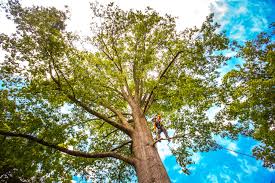 Milton, NY Tree Services Company