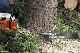 Best Arborist Consultation Services  in Milton, NY