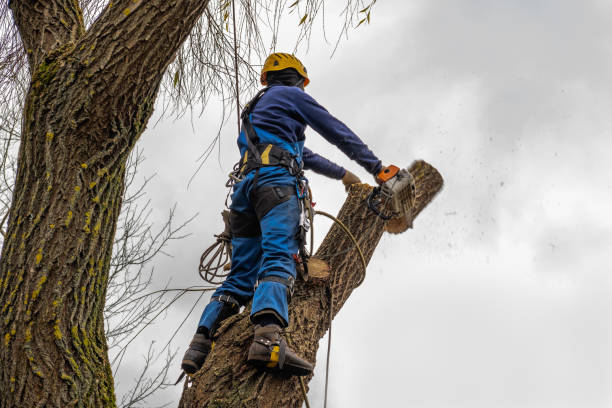 Best Tree Mulching  in Milton, NY