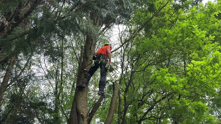 Best Storm Damage Tree Cleanup  in Milton, NY