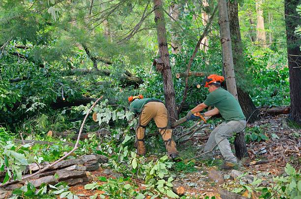Best Commercial Tree Services  in Milton, NY