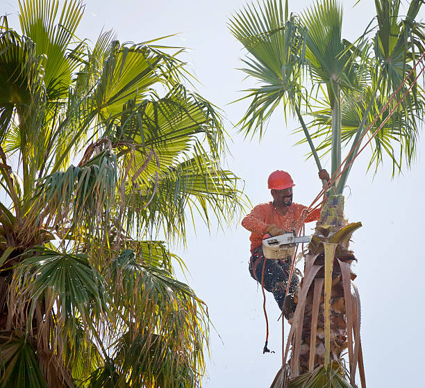 Best Tree Preservation Services  in Milton, NY