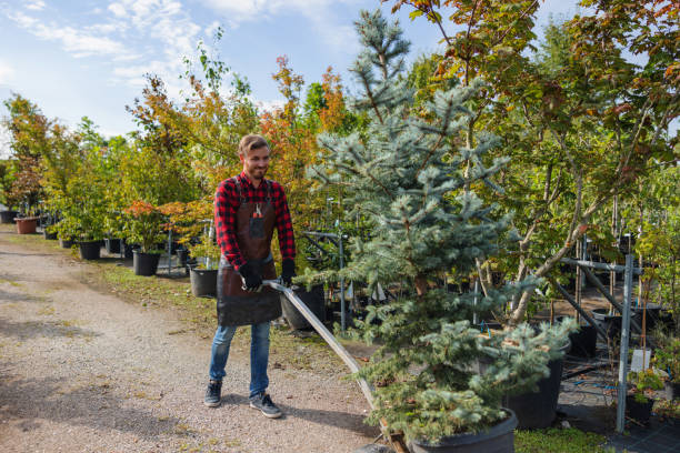 How Our Tree Care Process Works  in  Milton, NY