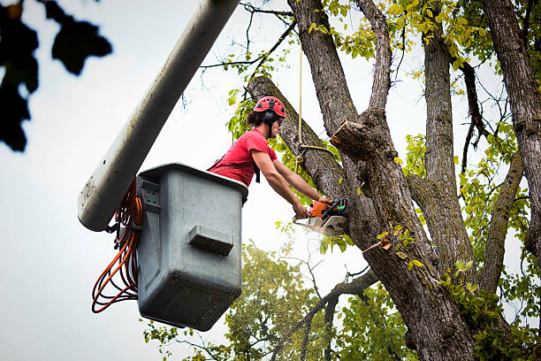 Best Firewood Processing and Delivery  in Milton, NY